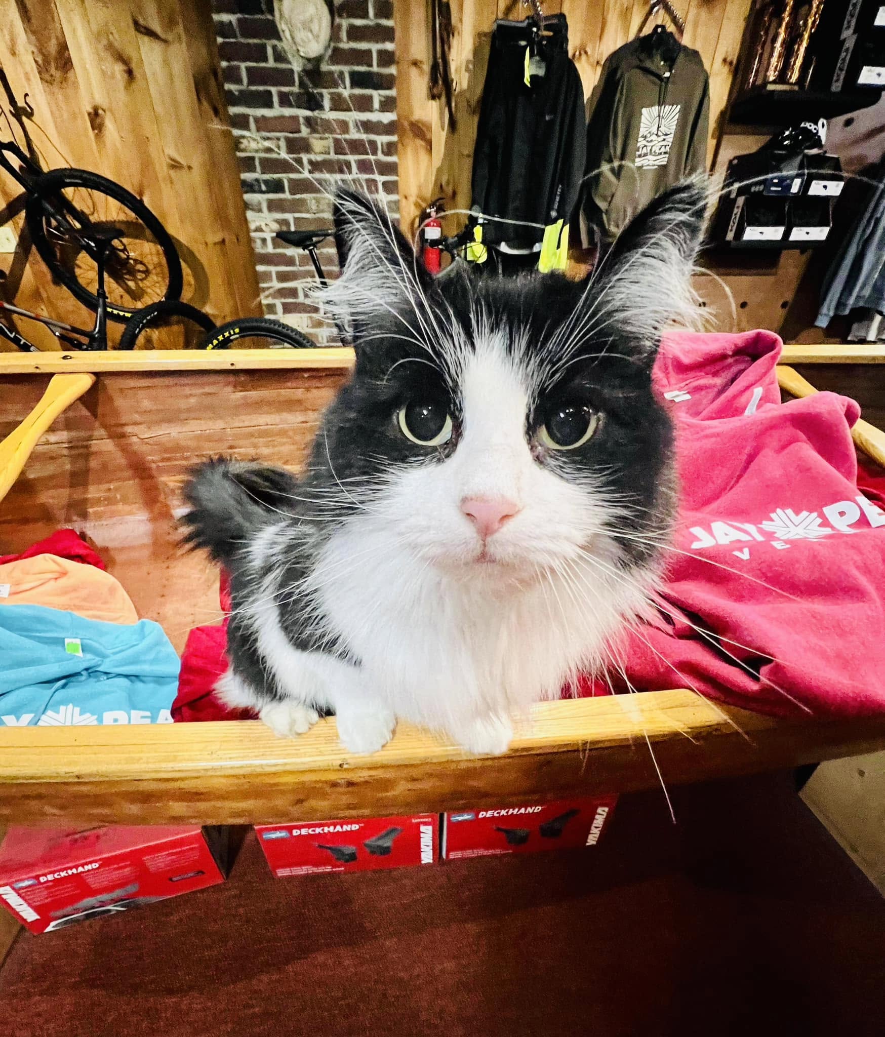 Oreo, the black-and-white female cat at Jay Country Store